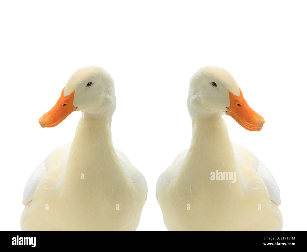 two ducks white isolated on white background Stock Photo - Alamy