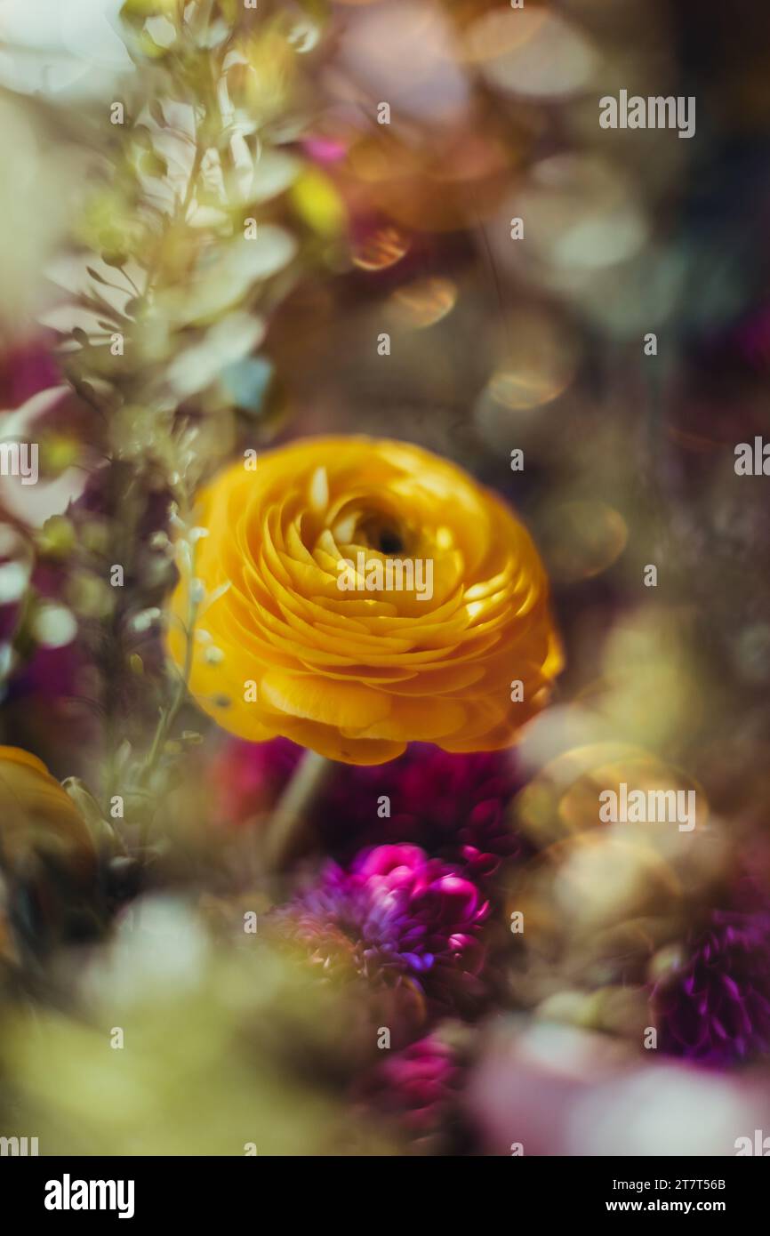 Bouquet yellow ranunculus hi-res stock photography and images - Alamy