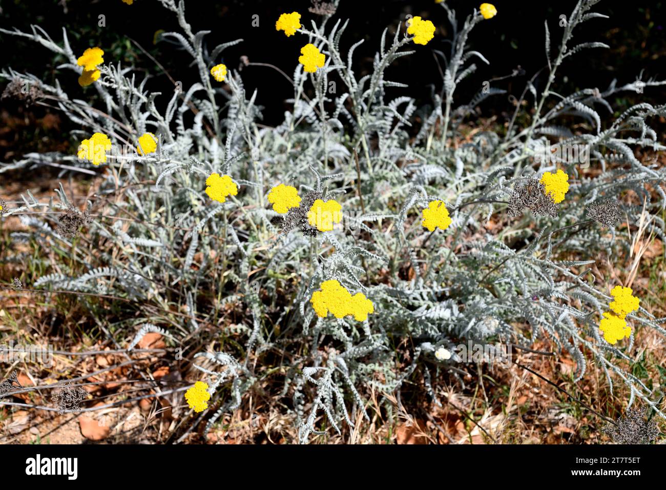 Achillea clypeolata is a perennial plant endemic to Romania and Bulgaria. Stock Photo