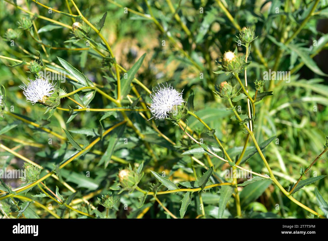 Holy thistle (Carduncellus dianius) is a perennial plant endemic to Alicante and Ibiza. Inflorescences detail. Stock Photo