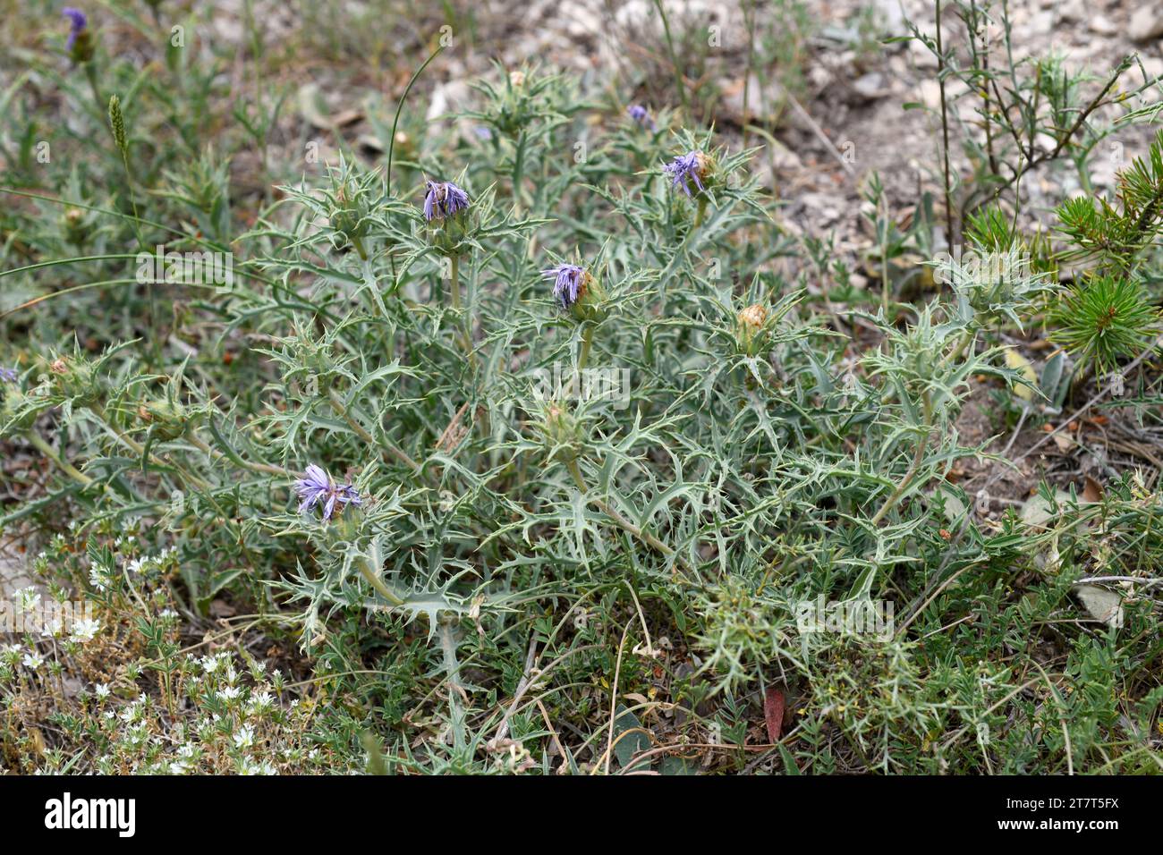 Cardillo (Carduncellus monspelliensium) is a perennial plant endemic to eastern Spain and southern France. This photo was taken in Els Ports, Tarragon Stock Photo