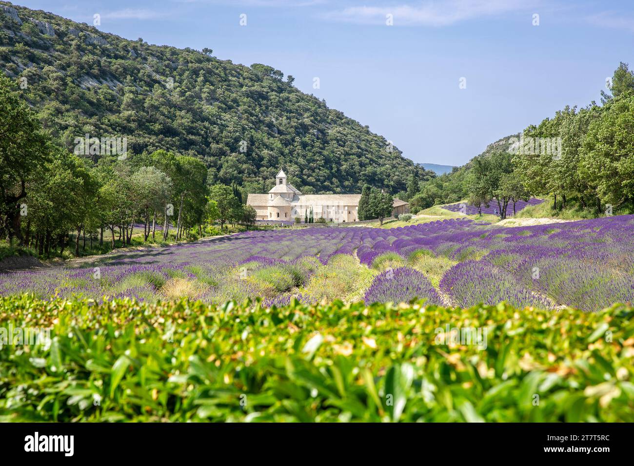 Lavender fields in front of Notre-Dame de Sénanque, a monastery of the Cistercian Order in the municipality of Gordes in the Vaucluse department Stock Photo