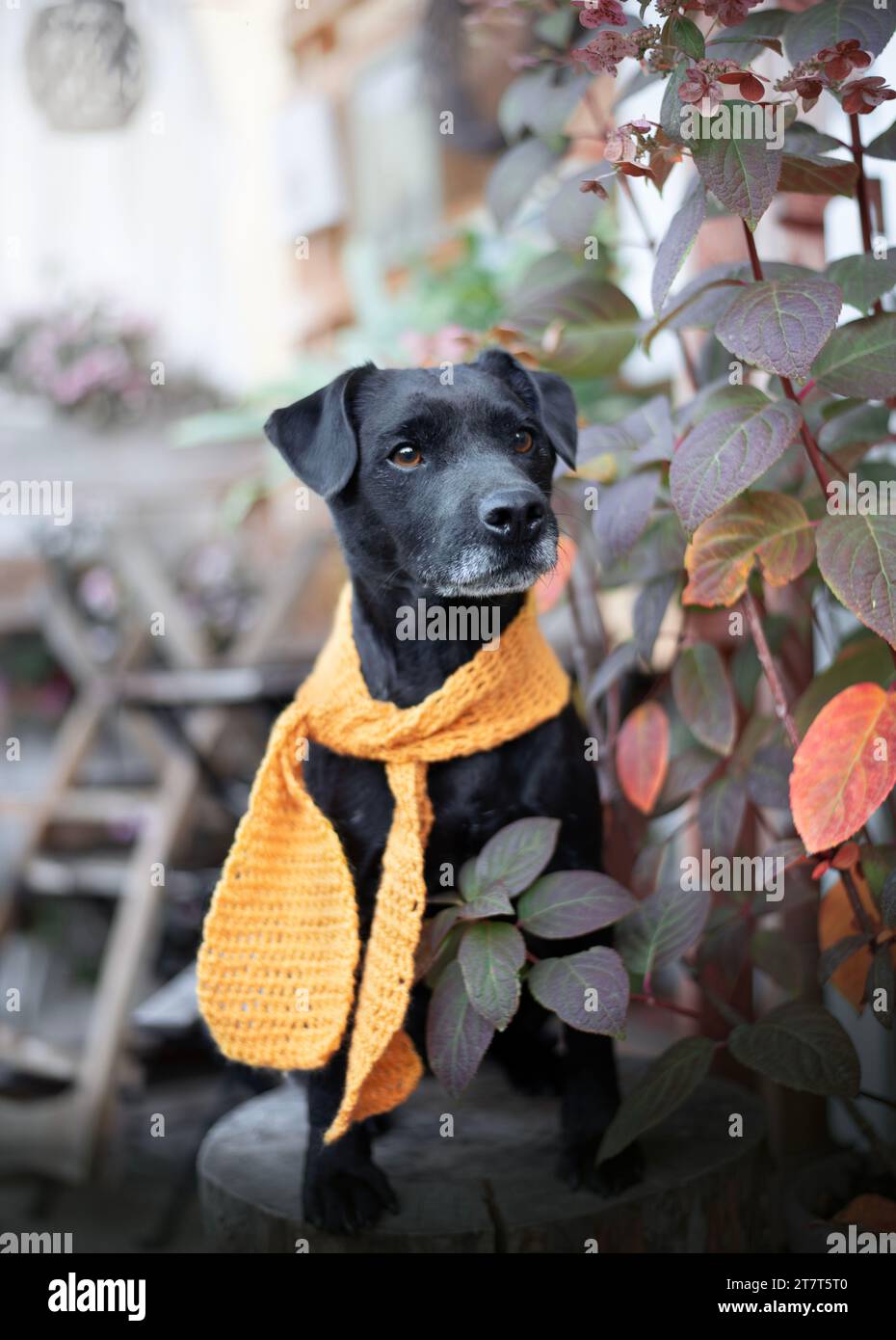 Patterdale terrier portrait. Stopping for a coffee. Stock Photo
