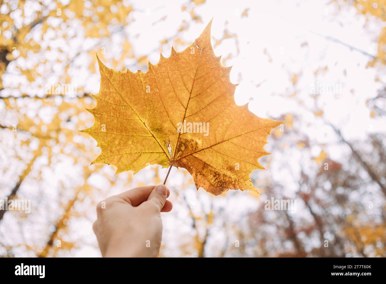 Hand holding fallen maple leaf hi-res stock photography and images - Alamy