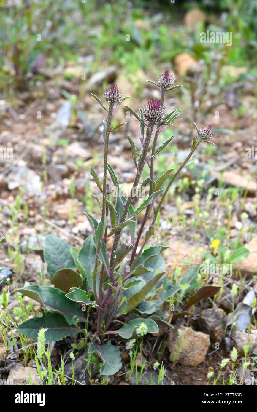 Klasea baetica is a perennial plant endemic to Málaga mountains. Stock Photo