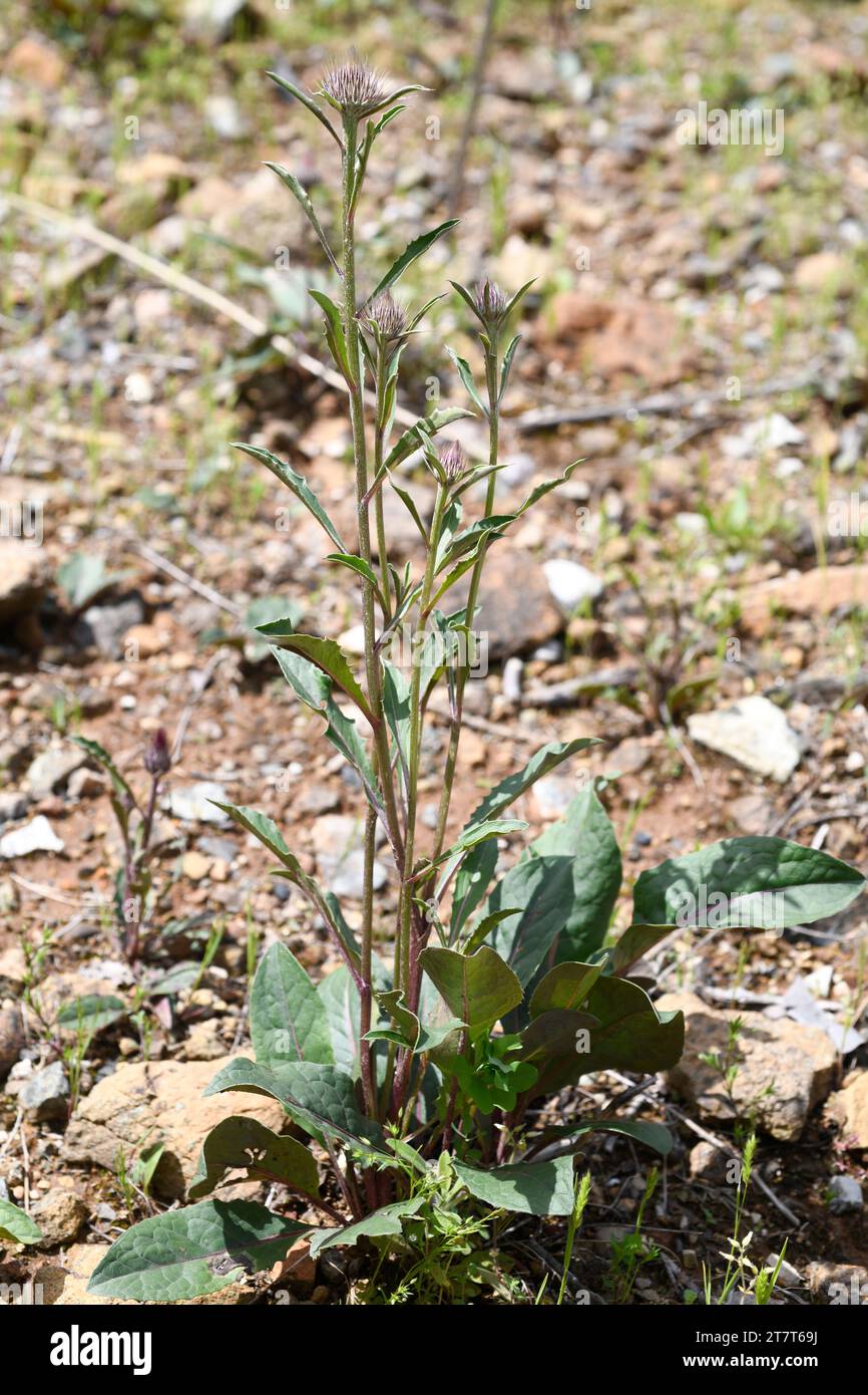 Klasea baetica is a perennial plant endemic to Málaga mountains, Andalusia, Spain. Stock Photo