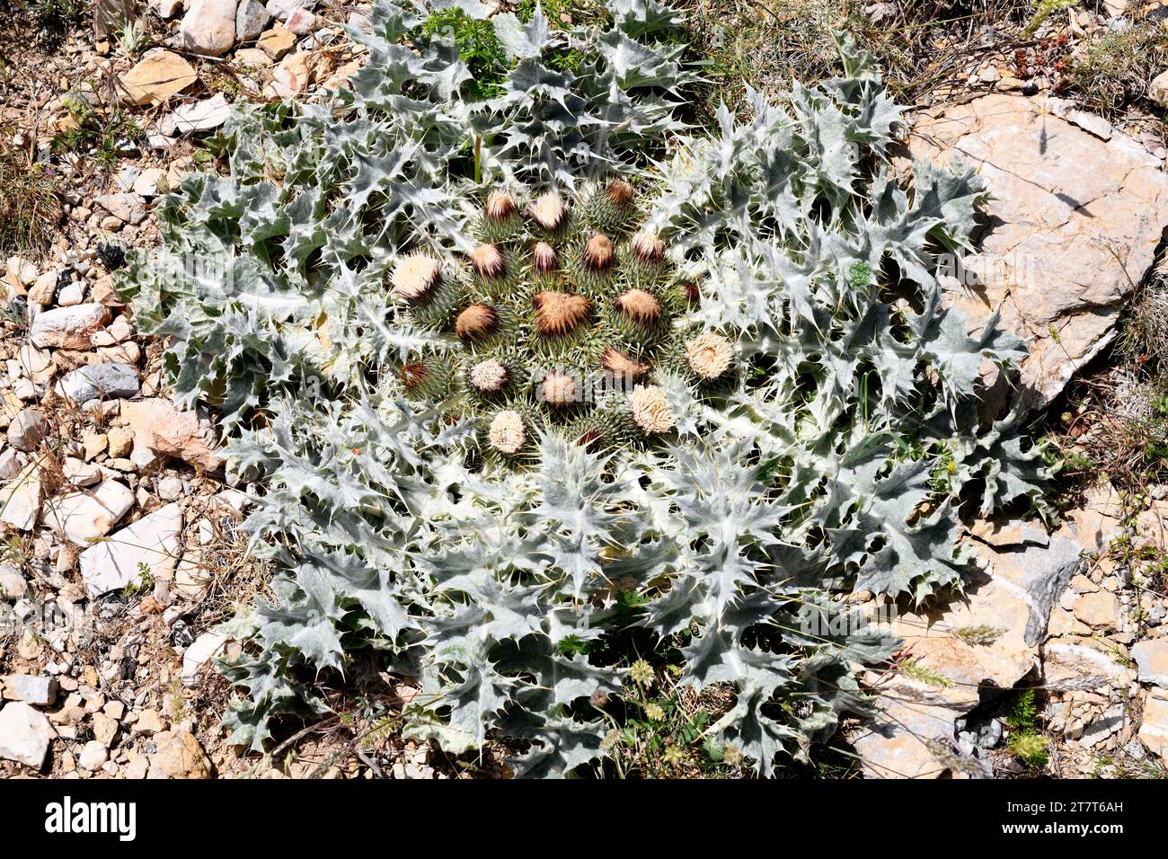 Cardo blanco (Onopordum acaulon) is a perennial herb native to western Mediterranean basin. This photo was taken in Els Ports, Tarragona, Catalonia, S Stock Photo