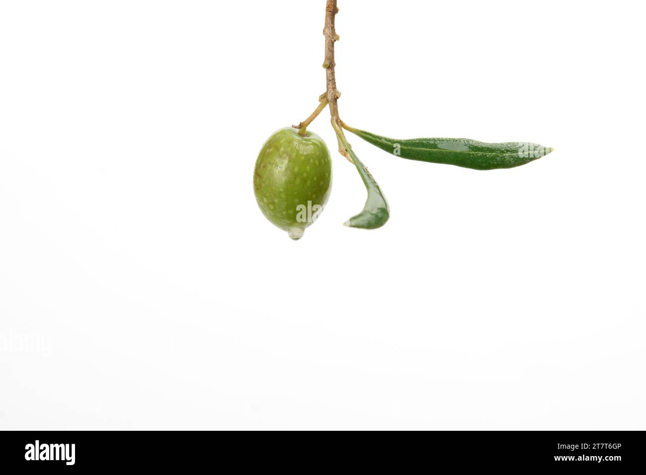 green olive with dewdrops on the branch of an olive tree Stock Photo