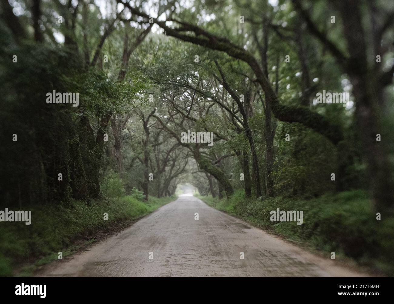 Oak Tree tunnel road to Botany Bay Plantation in Edisto Island Stock