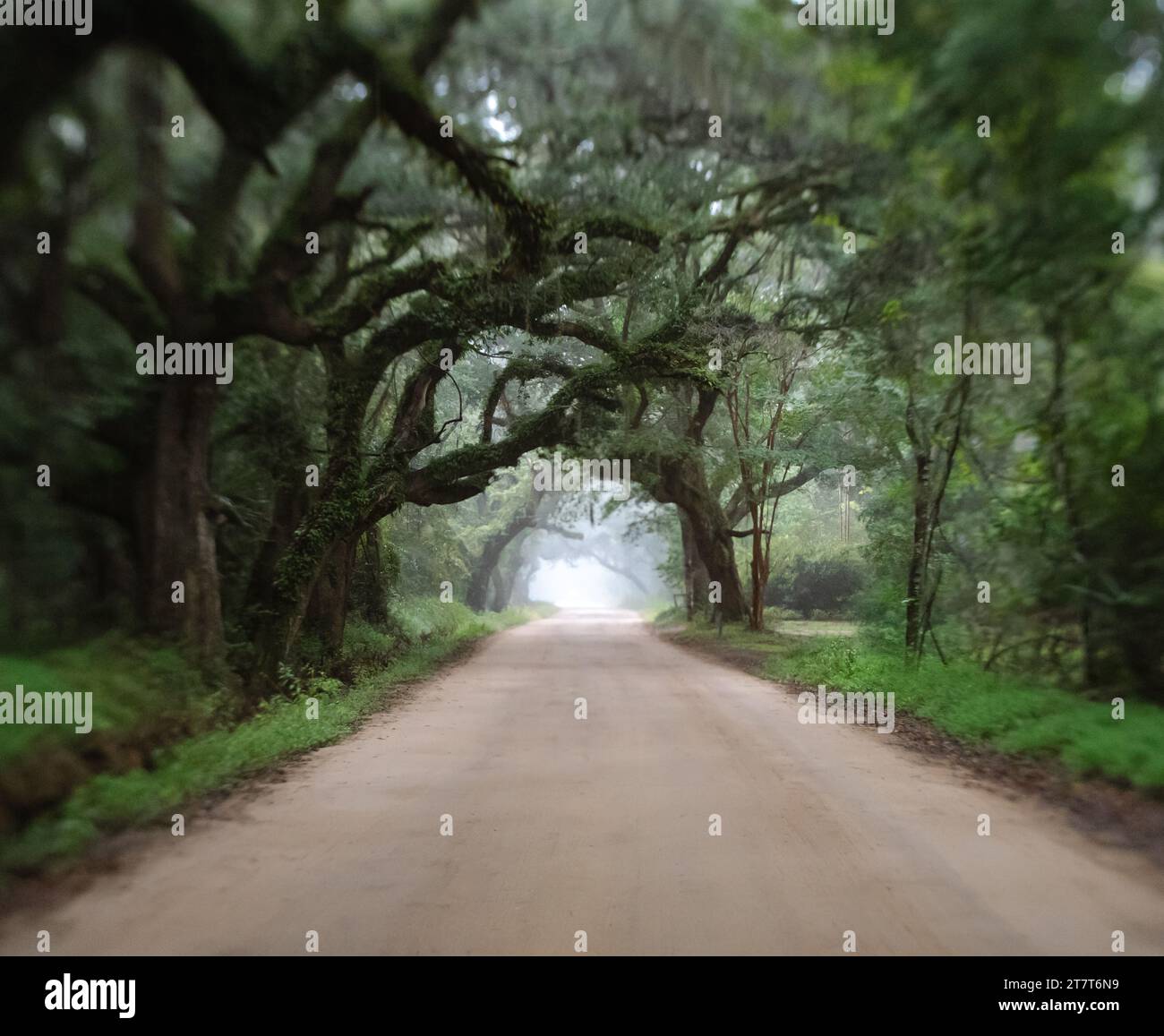 Oak Tree tunnel road to Botany Bay Plantation in Edisto Island Stock