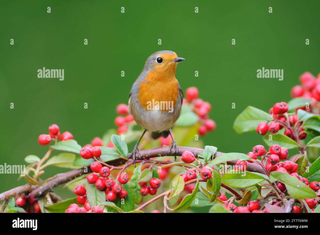 European robin Erithacus rubecula, perched on cotoneaster bush with berries. County Durham, England, UK, March. Stock Photo