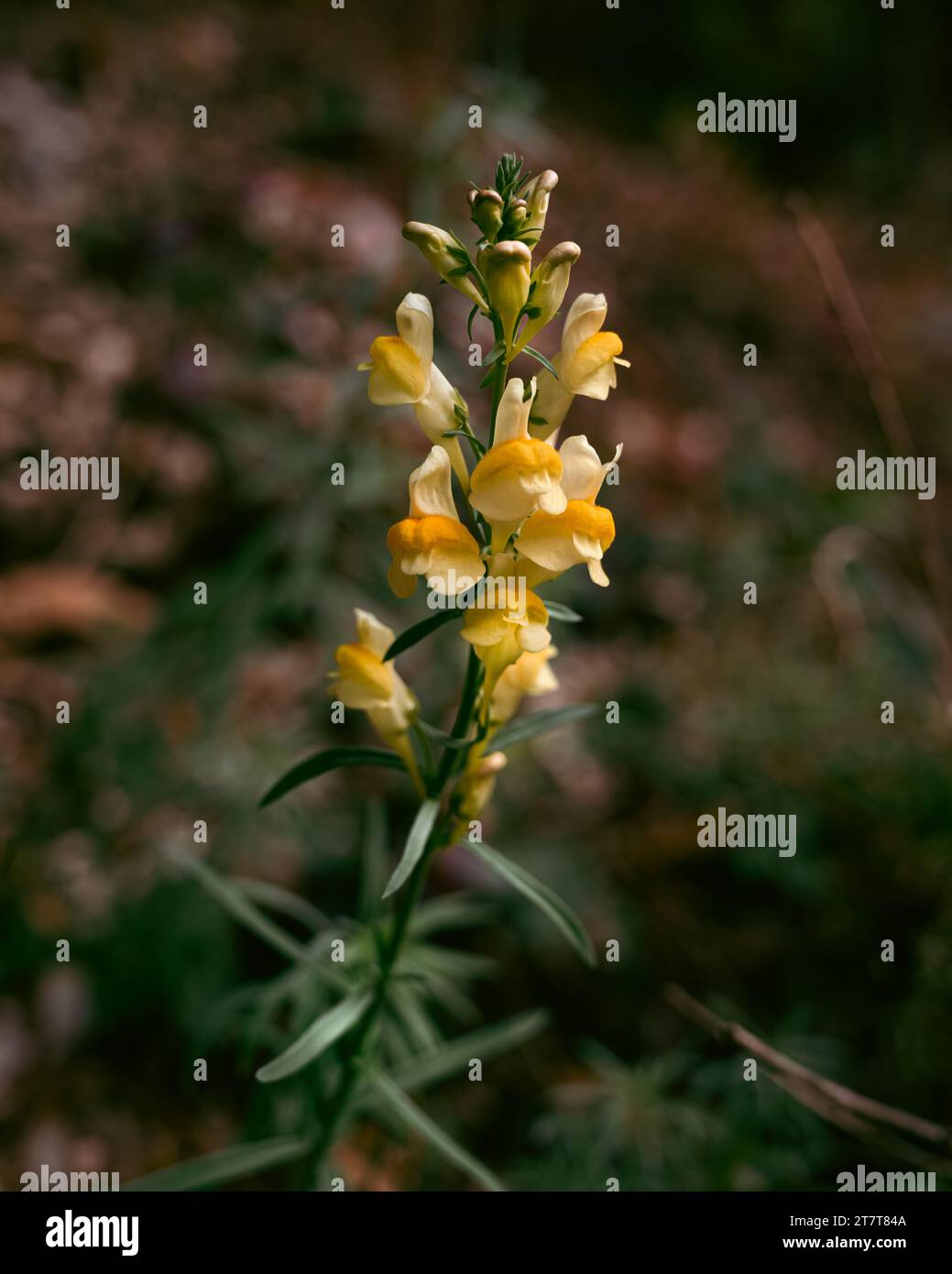 Pennsylvania Yellow Autumn Wildflower Bloom Stock Photo