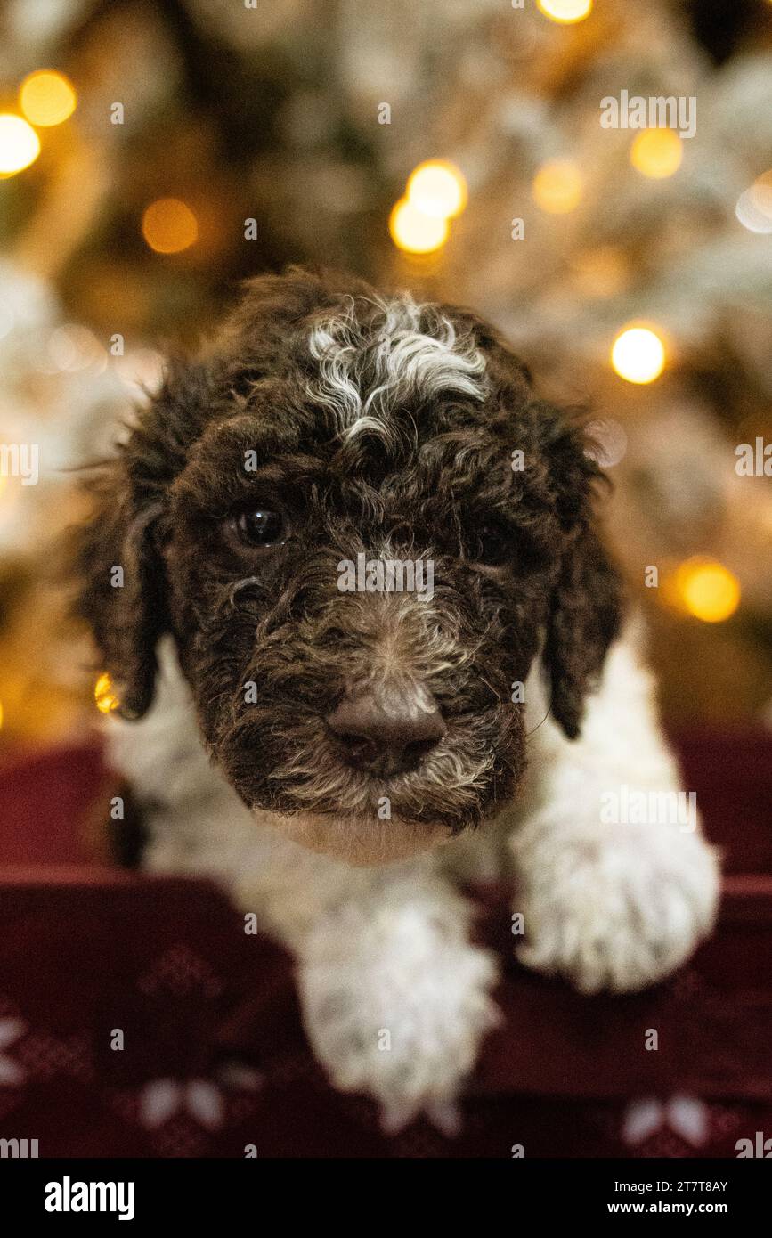 Chien Lumineux Golden Doodle 30 Pouces Avec Cape - Haunted Living Halloween