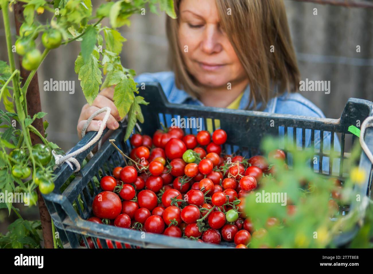 Portrait of mature woman harvesting tomatoes in garden Stock Photo - Alamy