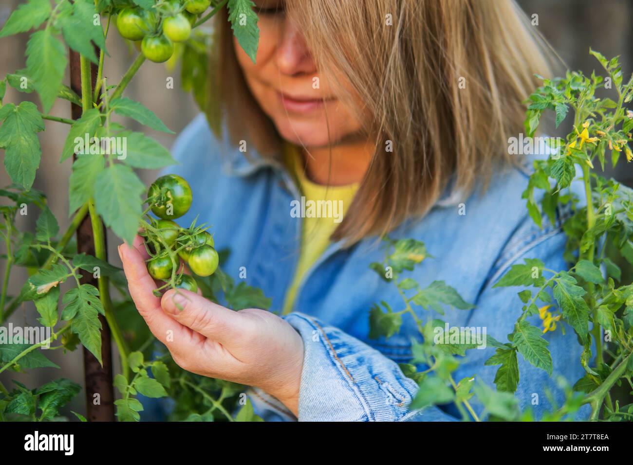Portrait of mature woman harvesting tomatoes in garden Stock Photo - Alamy