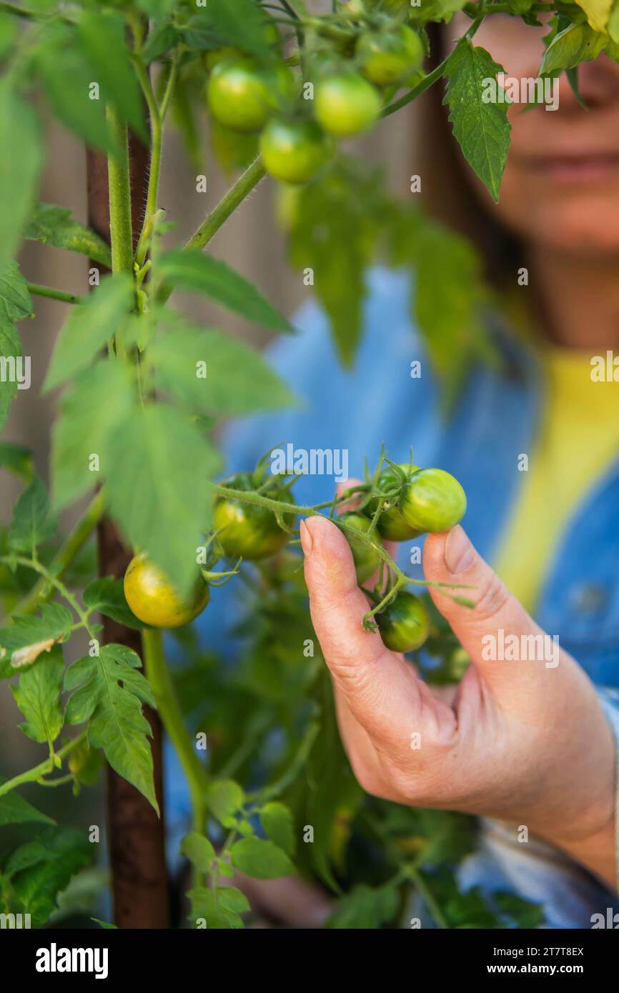 Portrait of mature woman harvesting tomatoes in garden Stock Photo - Alamy