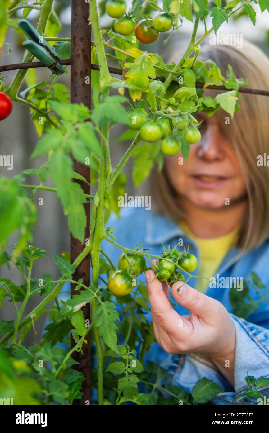 Portrait of mature woman harvesting tomatoes in garden Stock Photo - Alamy