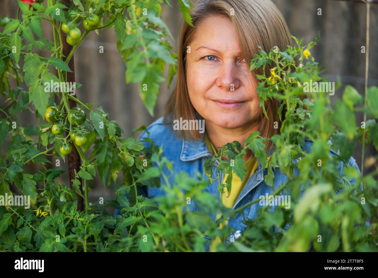 Portrait of mature woman harvesting tomatoes in garden Stock Photo - Alamy