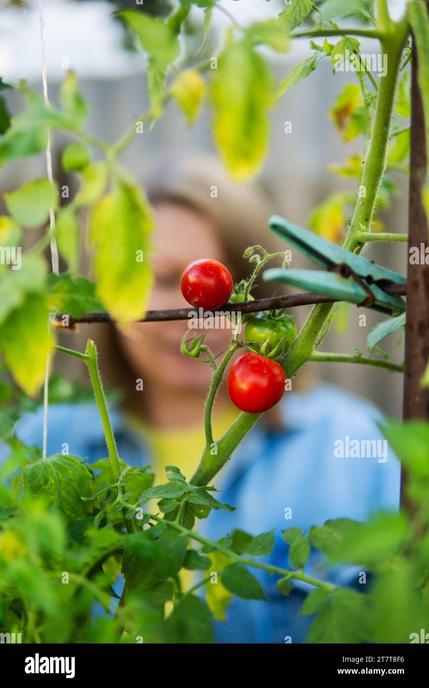 Portrait of mature woman harvesting tomatoes in garden Stock Photo - Alamy