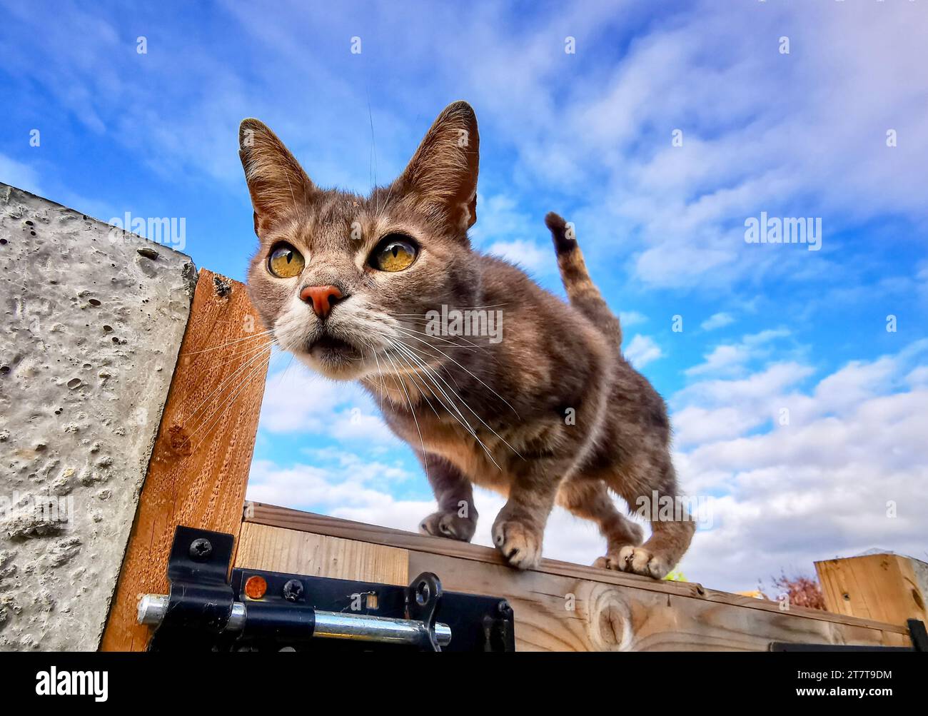 Grey cat in garden hi-res stock photography and images - Alamy