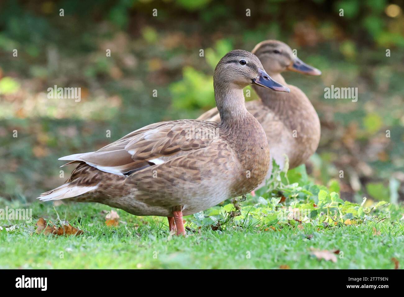 Female Mallard Ducks Stock Photo - Alamy