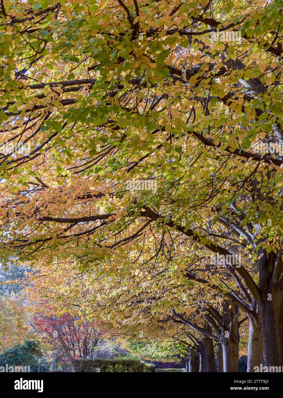 The Regent's Park in Autumn covered with golden fallen leaves. Trees ...