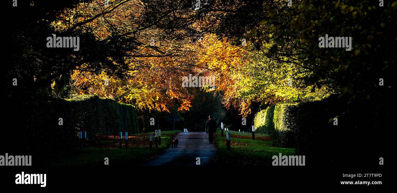 Whatton-in-the-Vale, Nottinghamshire, UK. 17th November 2023.  A dog walker soaks up the autumn colours in Whatton-in-the-Vale, Nottinghamshire. Neil Squires/Alamy Live News Stock Photo