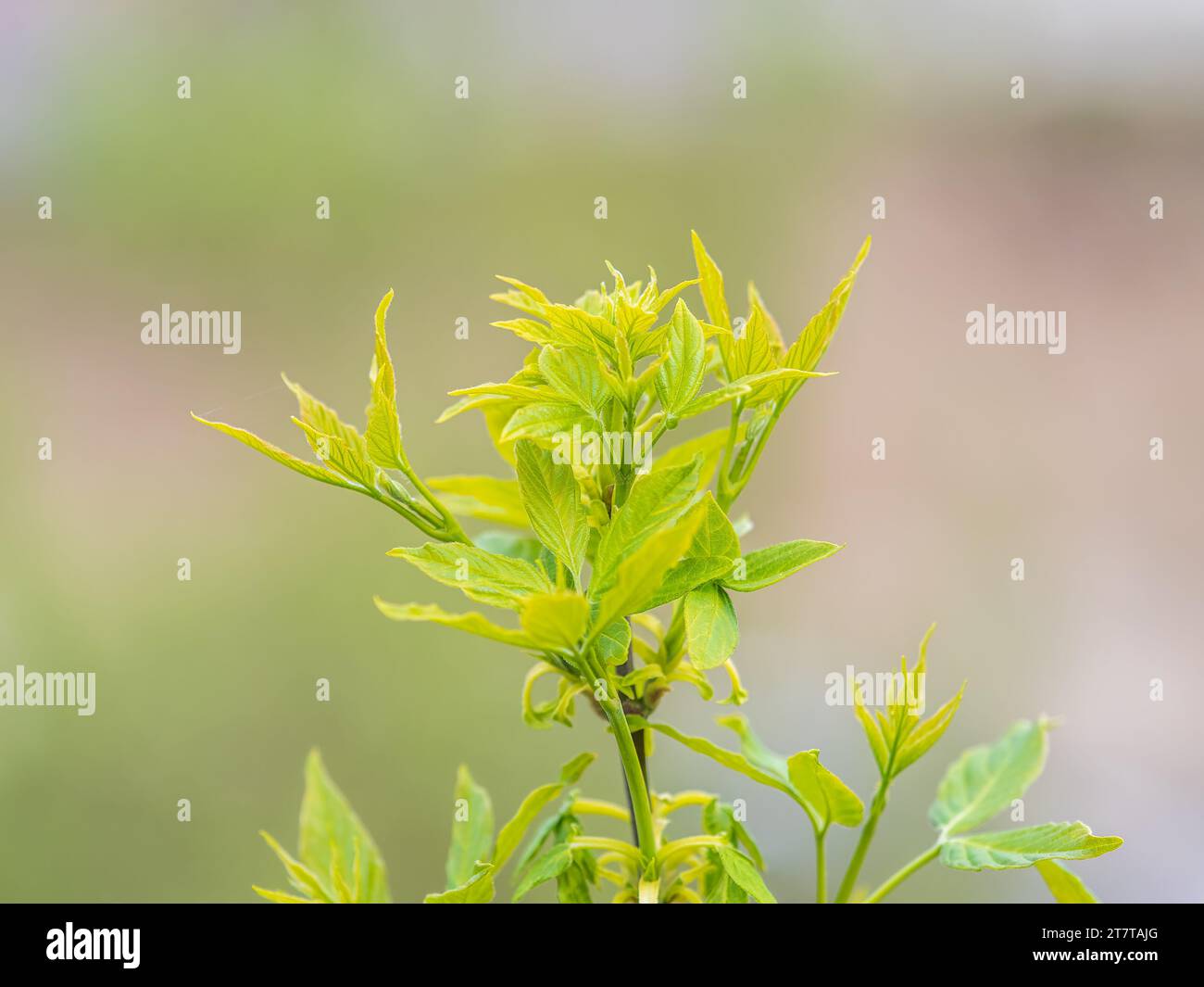 Spring Maple Tree Branch Spring branches of maple tree with fresh green leaves. Spring ...