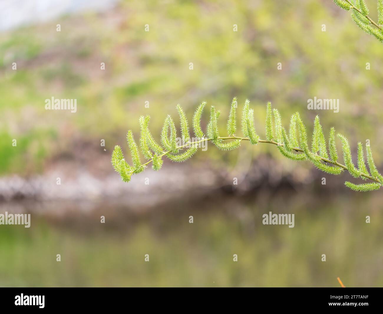 Nature awakes in spring. Blooming willow twigs and furry willowcatkins
