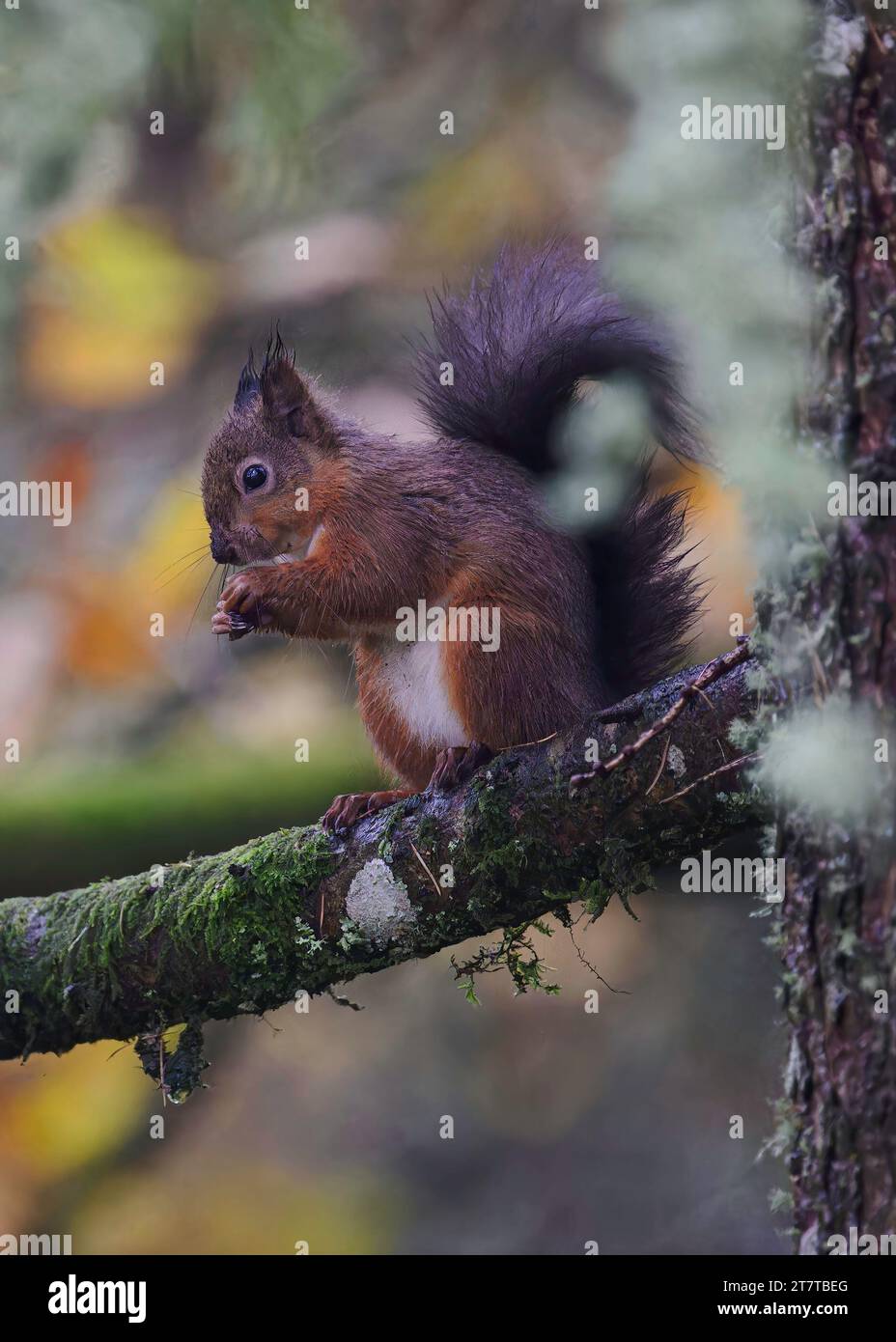 Red squirrel (Sciurus vulgaris), sitting in a Larch tree, Dumfries, SW Scotland. Stock Photo