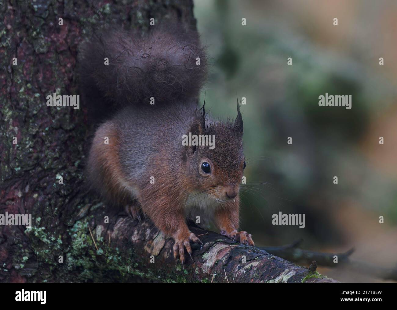 Red squirrel (Sciurus vulgaris), sitting in a Larch tree, Dumfries, SW Scotland. Stock Photo