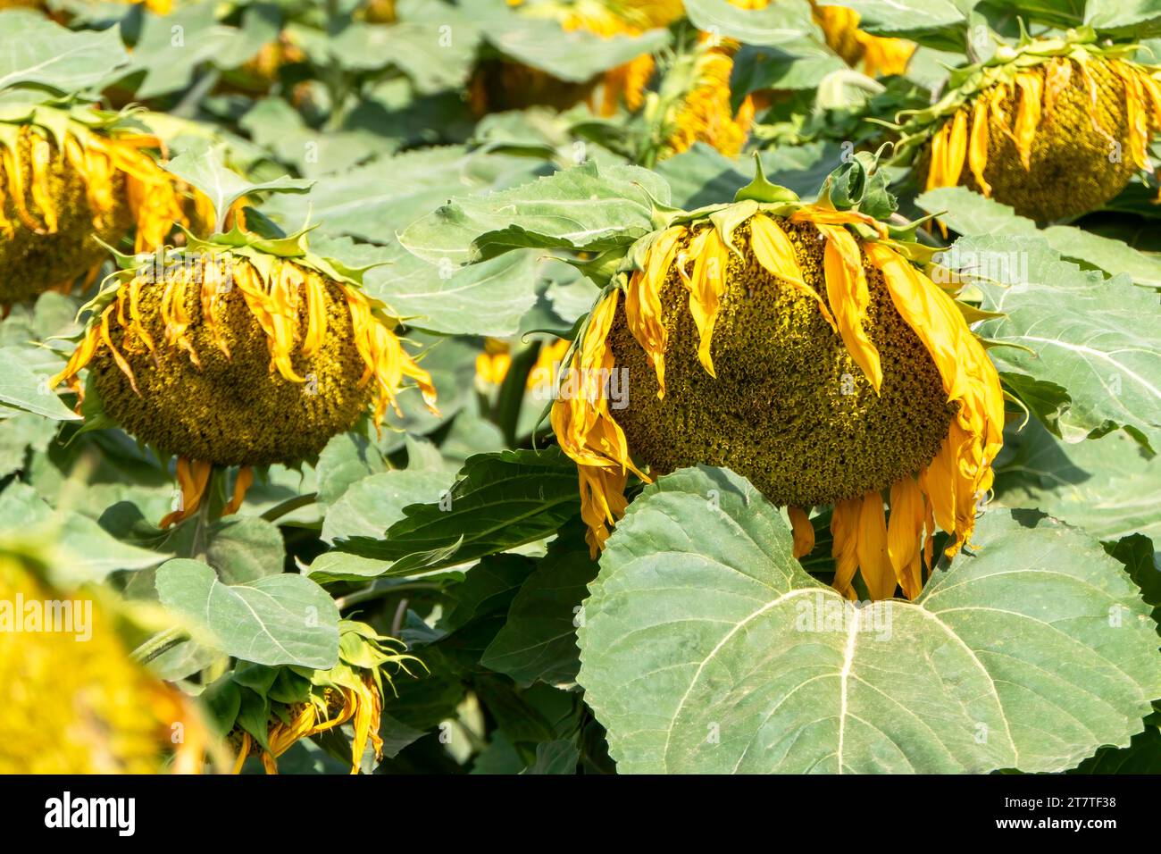 Field of ripe sunflowers with yellow flowers in summer Stock Photo - Alamy