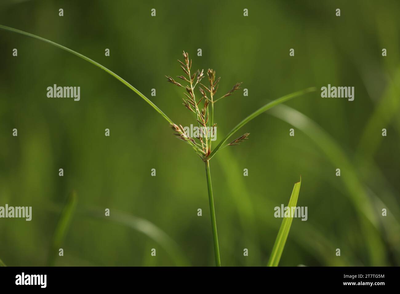 Closeup of nature. Grass. Nut grass. Stock Photo