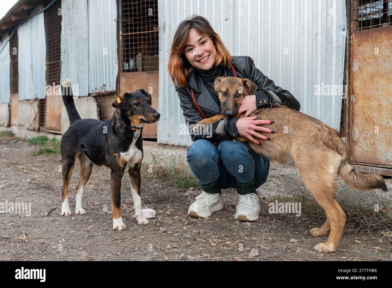 Dogs Getting Help Dog at the shelter. Animal shelter volunteer takes care of dogs. Animal ...