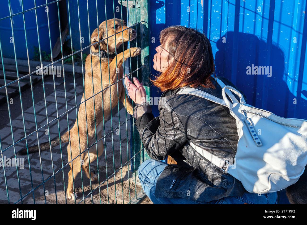 Dogs Getting Help Dog at the shelter. Animal shelter volunteer takes care of dogs. Animal ...