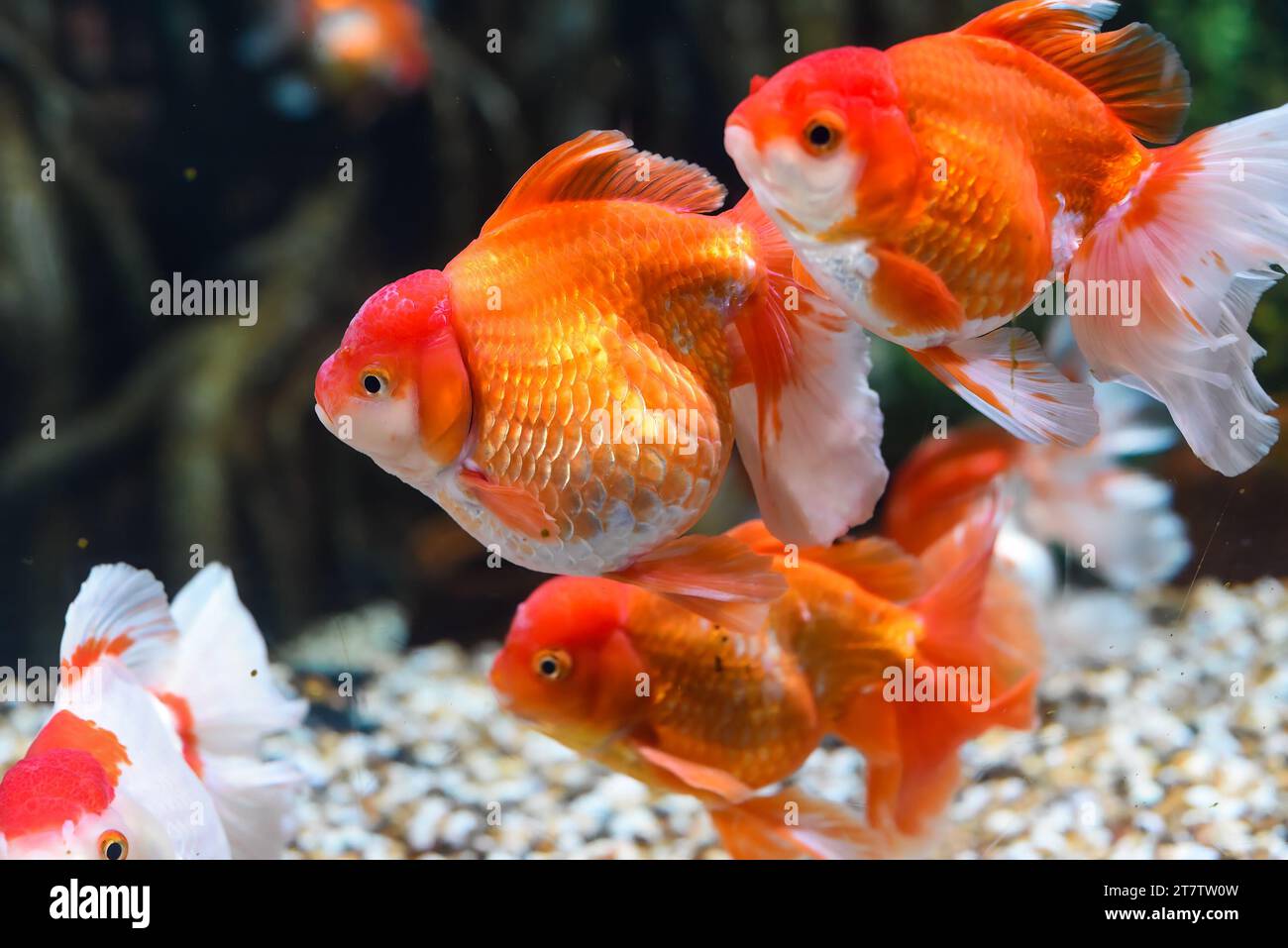 Orange oranda goldfish in aquarium Stock Photo