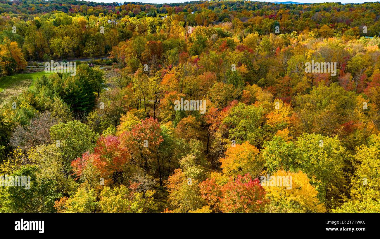 Dense colorful forest top view hi-res stock photography and images - Alamy