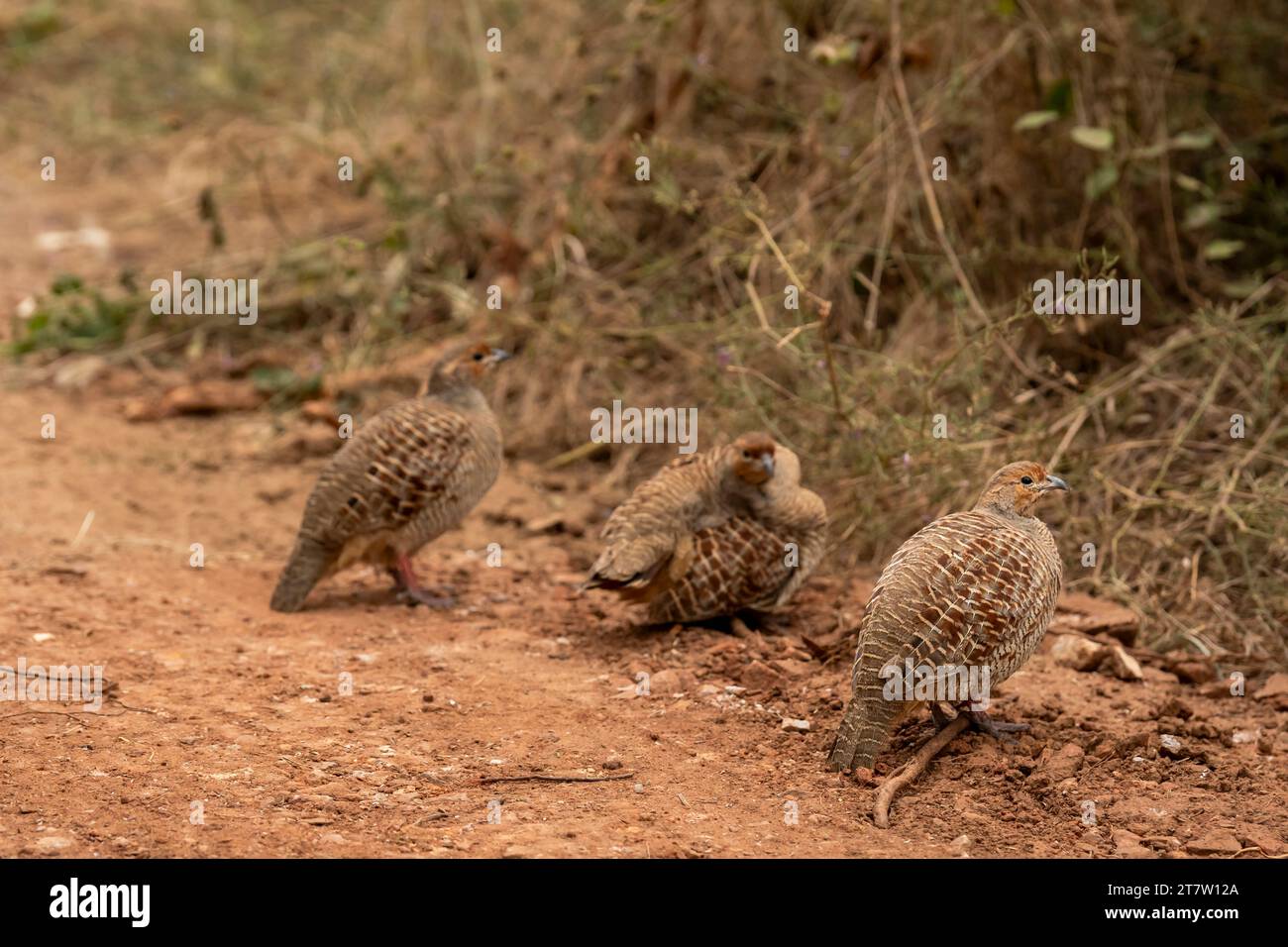 side profile of grey francolin or grey partridge or Francolinus pondicerianus family together on a forest track in winter season safari at Ranthambore Stock Photo