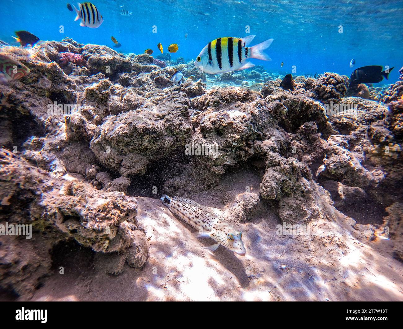 Close up view of Speckled sandperch fish known as Parapercis hexophthalma underwater on sand at the coral reef. Underwater life of reef with corals an Stock Photo
