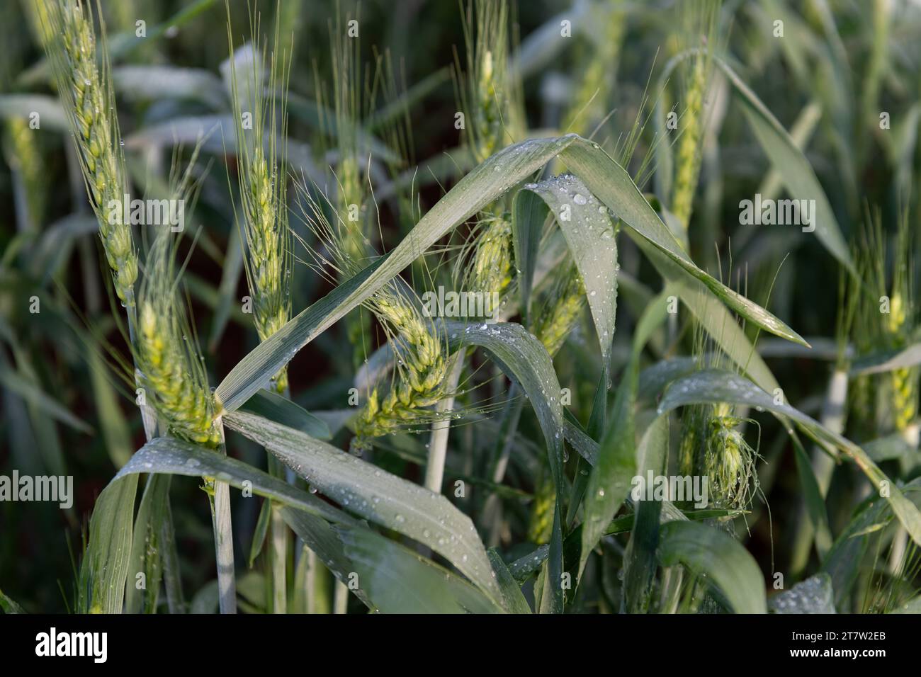 Wheat stalk hi-res stock photography and images - Alamy