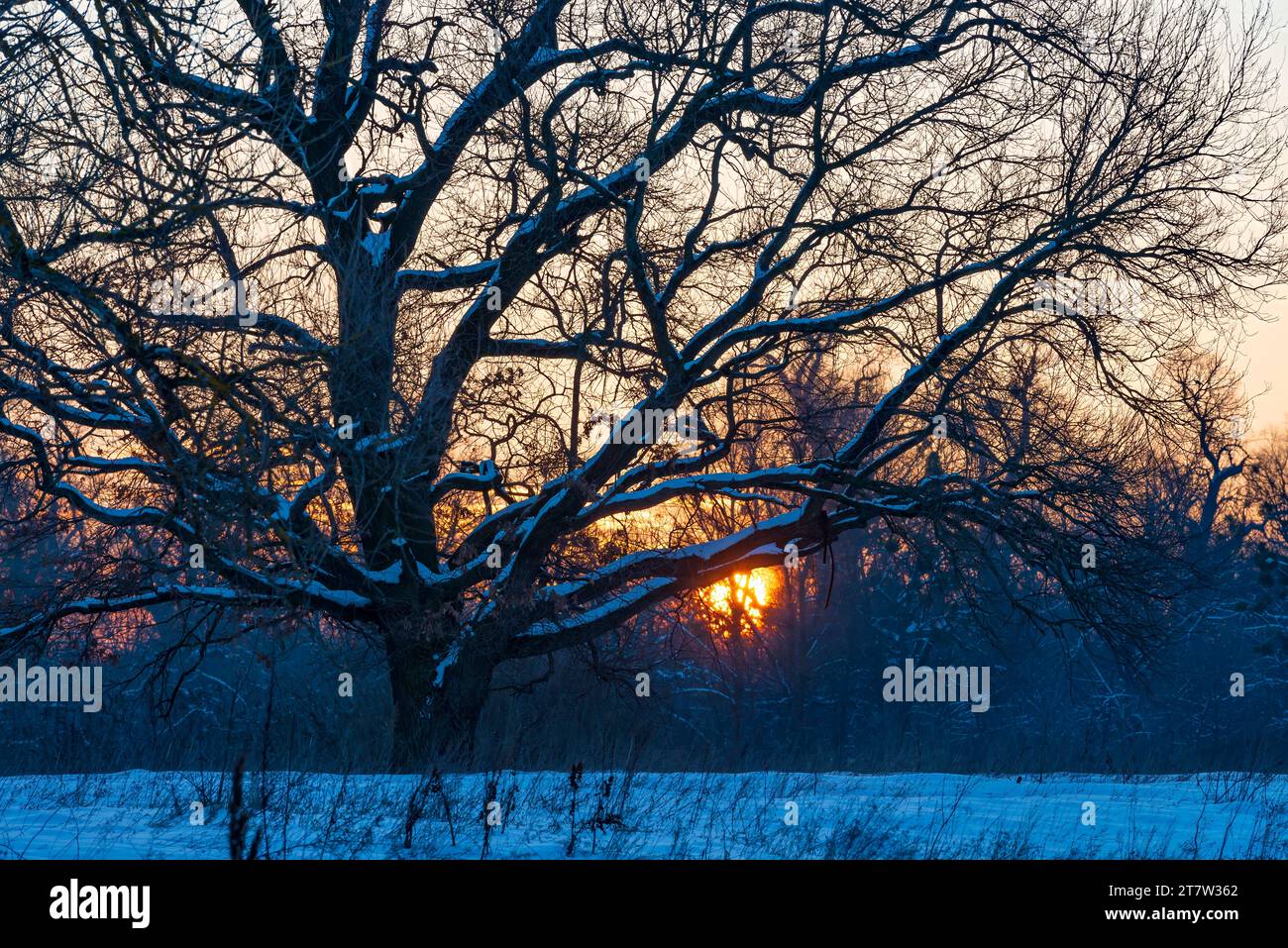 Winter sunset in the wild. Big old oak tree on the snow meadow with setting sun shining through the brances Stock Photo