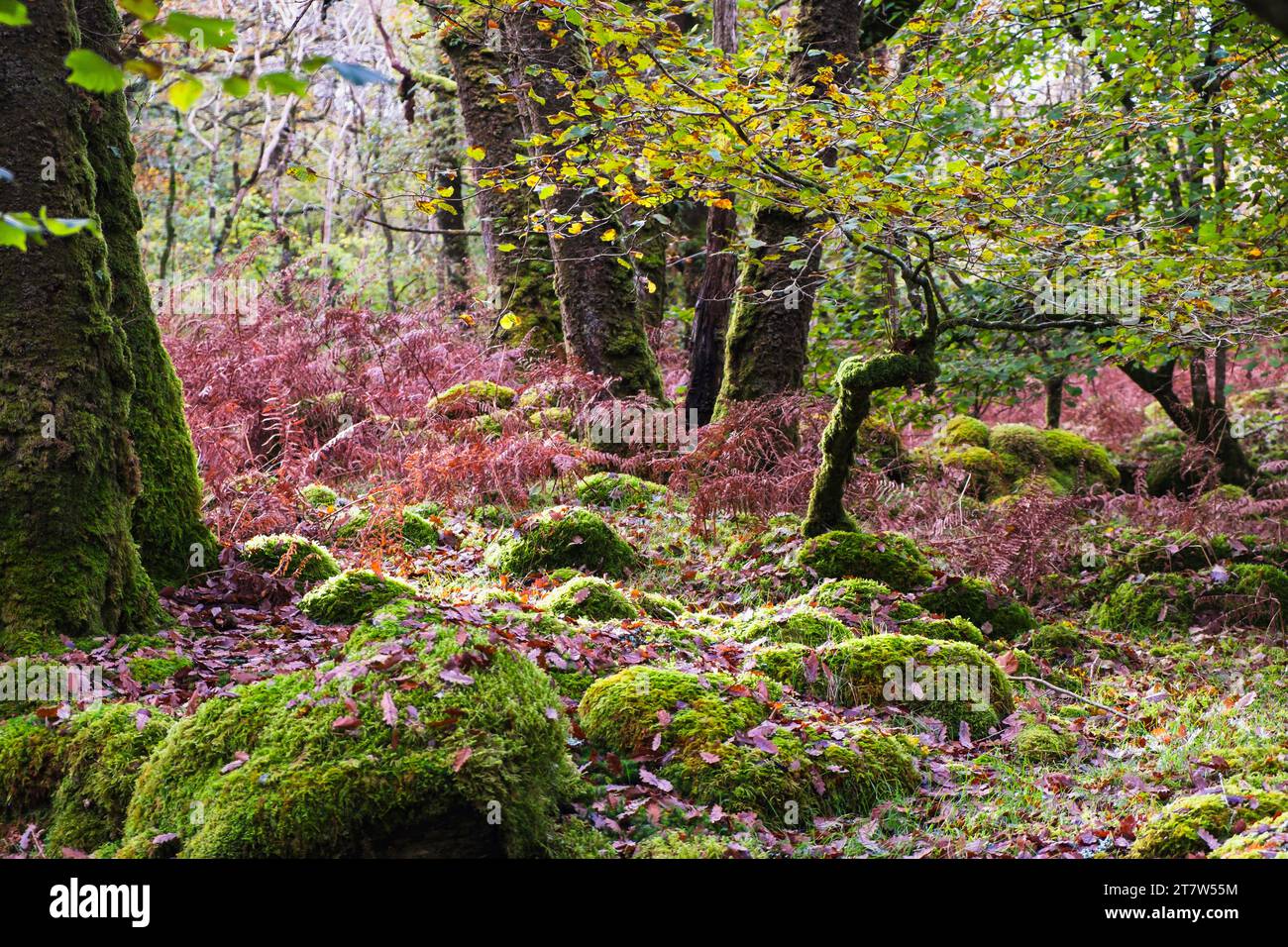 Moss covered rocks in the Llennyrch Celtic Rainforest in Snowdonia National Park in autumn near Maentwrog, Gwynedd, Wales, UK, Britain Stock Photo