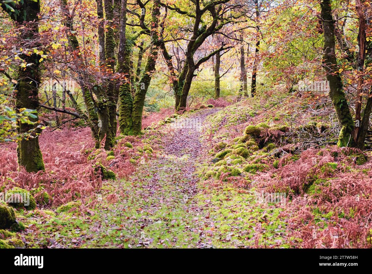 Woodland path through the Llennyrch Celtic Rainforest in Snowdonia National Park near Maentwrog, Gwynedd, Wales, UK, Britain, Europe Stock Photo