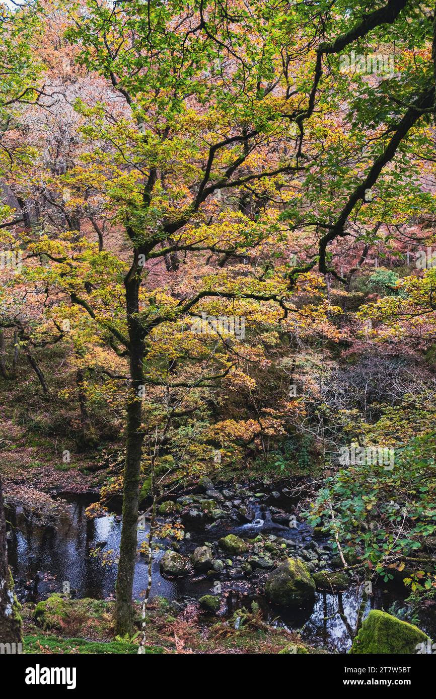 Avon Prysor river in the Llennyrch Celtic Rainforest in Snowdonia National Park near Maentwrog, Gwynedd, Wales, UK, Britain Stock Photo