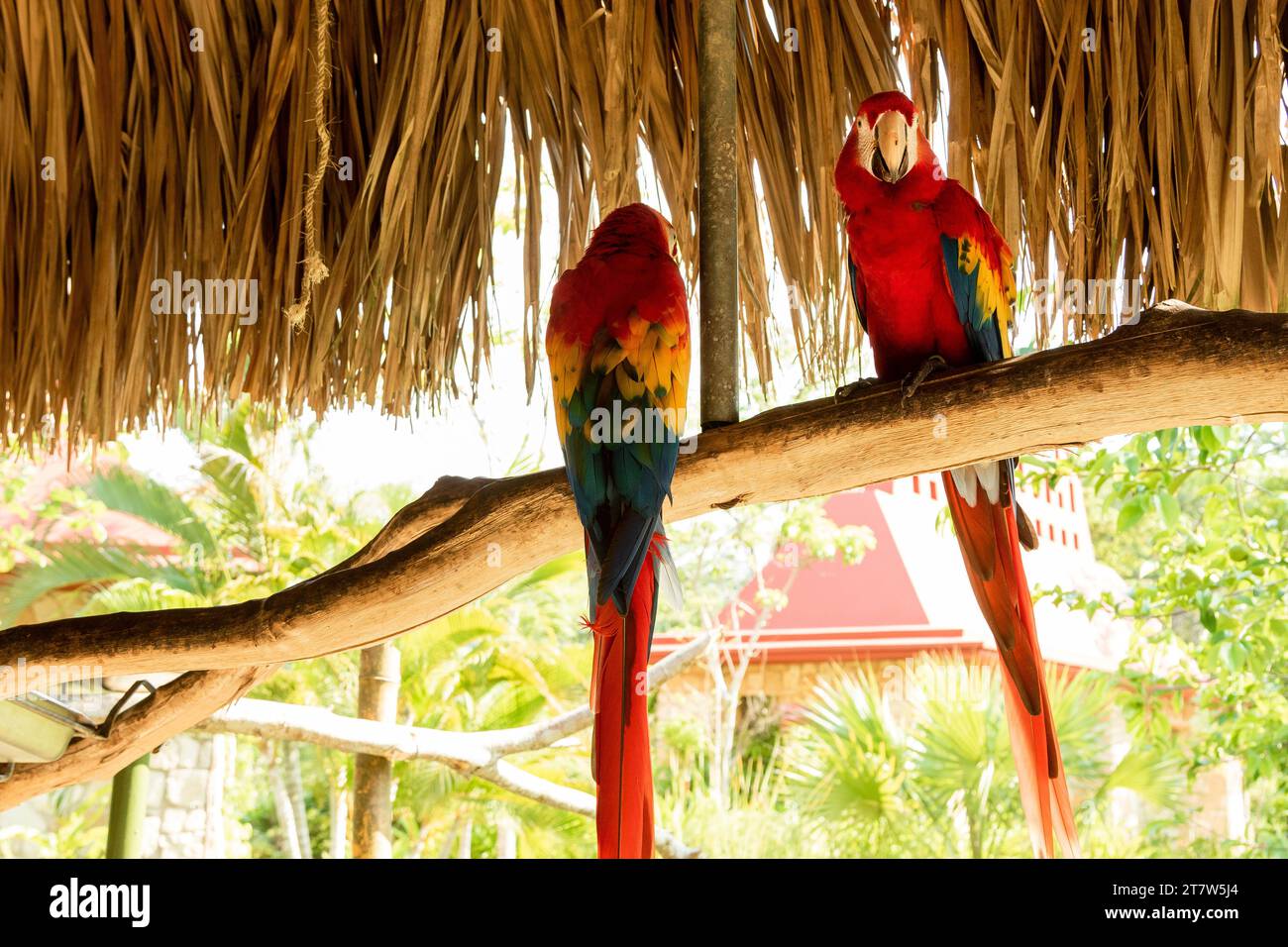 Curated visual reference: Two Beautiful Macaw Parrots Sitting On The Branch Stock Photo Photo Inspiration