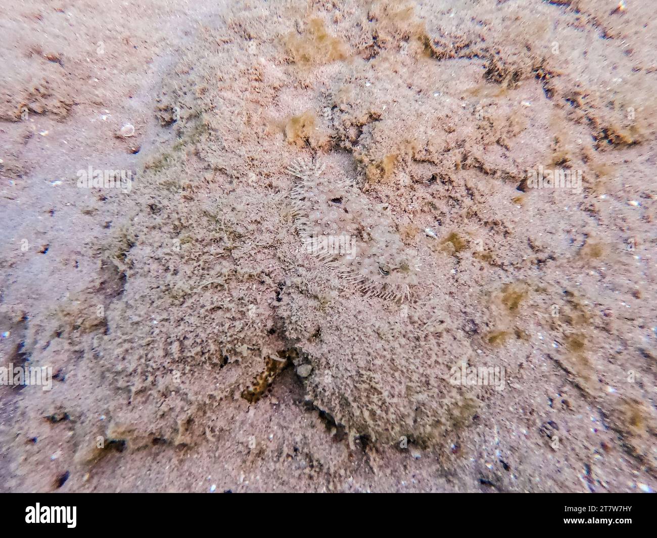 Close up view of Panther flounder fish known as Bothus pantherinus