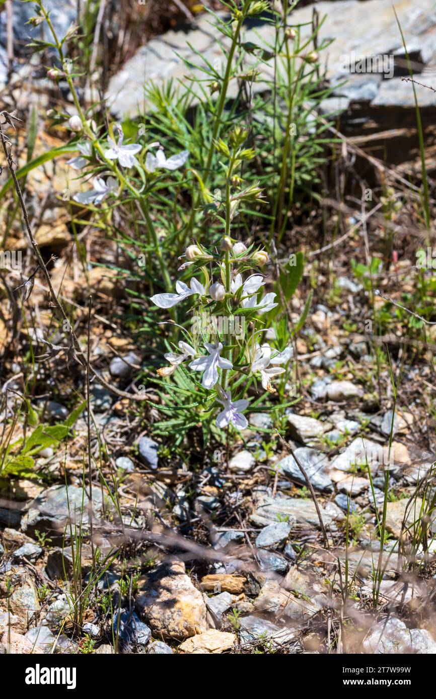 Teucrium pseudochamaepitys, Ground-pine Germander Plant Stock Photo