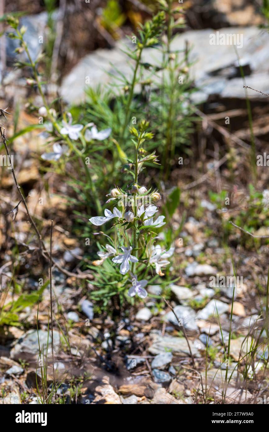 Teucrium pseudochamaepitys, Ground-pine Germander Plant Stock Photo
