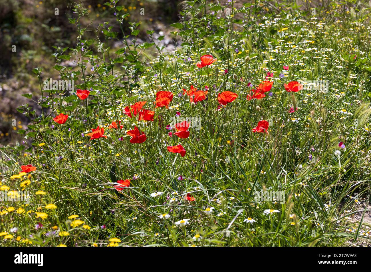 Wild Flowers Growing in the Spanish Countryside Stock Photo