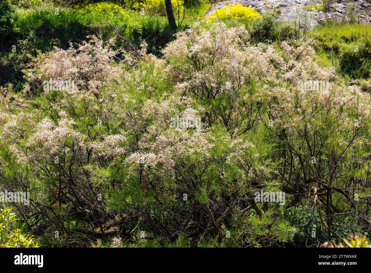 Tamarix gallica, French Tamarisk Tree Stock Photo